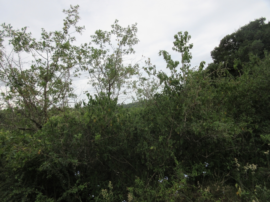 0 Bedroom Property for Sale in Bathurst Eastern Cape